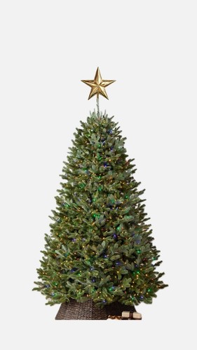 Fraser fir christmas - bh,