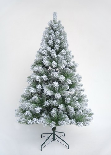 Christmas tree xmas colorado - christmas,