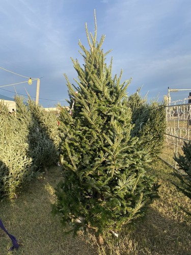 Christmas tree dfw - 9, ft